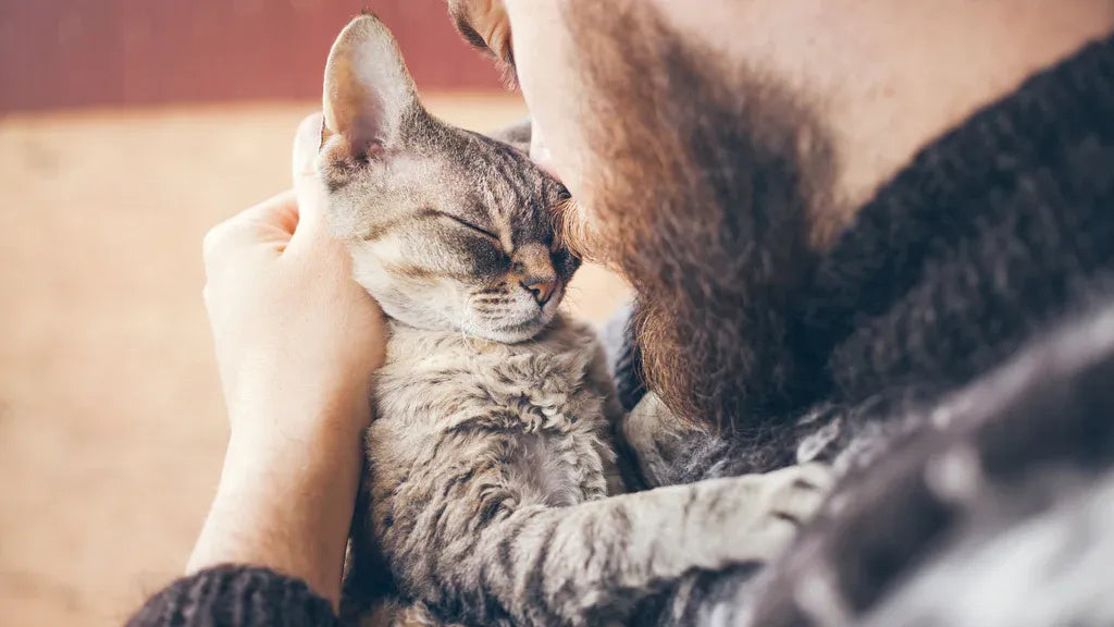Some cats relax in sunbeams and lounge carefree at home, while others need extra care. Here are simple tips to keep your feline friend happy and healthy!