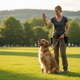 Just Try Coenzyme Q10 Heart Healthy Bites for Dogs | Best CoQ10 & Taurine Heart Supplement Chews