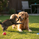 Just Try Cranberry Berry Powder (7oz) – Urinary Tract Support for Dogs & Cats