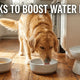 How to Help a Dehydrated Dog: 3 Hacks to Boost Water Intake