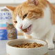 The Crunch Factor: Why Texture Is the Secret to Your Cat’s Dental Health