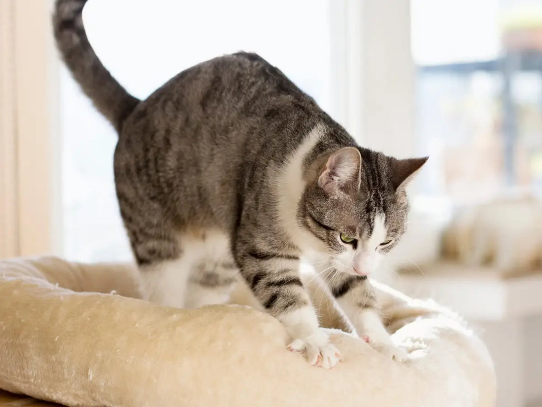 Why Do Cats Make Biscuits? (The Science of Kneading)
