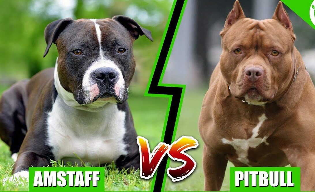 🐾 American Staffordshire Terrier vs. Pit Bull: What Makes Them Different? - Just try