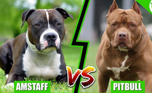 🐾 American Staffordshire Terrier vs. Pit Bull: What Makes Them Different? - Just try