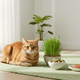 Best Cat Grass Treats for Indoor Cats: What to Look For - Cat Grass, Treats & Supplements for Cats & Dogs | JustTry™