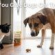 Can Dogs Eat Cat Treats - Just try