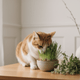 Cat Grass vs. Catnip: 6 Differences Every Cat Parent Should Know - Cat Grass, Treats & Supplements for Cats & Dogs | JustTry™