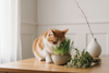 Cat Grass vs. Catnip: 6 Differences Every Cat Parent Should Know