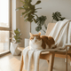 Cat Skin & Coat Supplements: Nutrition Support for Healthy Fur - JustTry