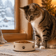 Do Cats Eat More in Winter? Seasonal Appetite, Weight Gain & Feeding Guide - Just Try
