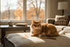 Do Cats Shed More in Fall? Autumn Shedding, Hairballs & Fall Cat Care - Just Try