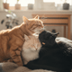Double-Duty Wellness: Why JUSTTRY Natural Cat Grass Treats Are the Ultimate Hairball & Dental Solution - Just try
