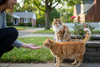 Feral Cat vs Stray Cat: How to Tell the Difference - Just Try