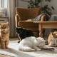 How JUSTTRY 300 Bites Salmon Oil Soft Chews Transform Cat Coats - Just try