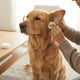 How Often to Clean a Dog's Ears: The Ultimate Guide to Ear Health - Just try