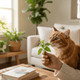 How to Give Catnip to Cats: Fresh, Dried, Toys & Treats Explained - JustTry