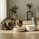 How to Keep a Cat Hydrated: 10 Ways to Encourage More Water - Just Try