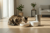 How to Keep a Cat Hydrated: 10 Ways to Encourage More Water - Just Try