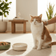 How to Support a Cat’s Immune System: Nutrition, Hydration, Stress & Supplements - Just Try