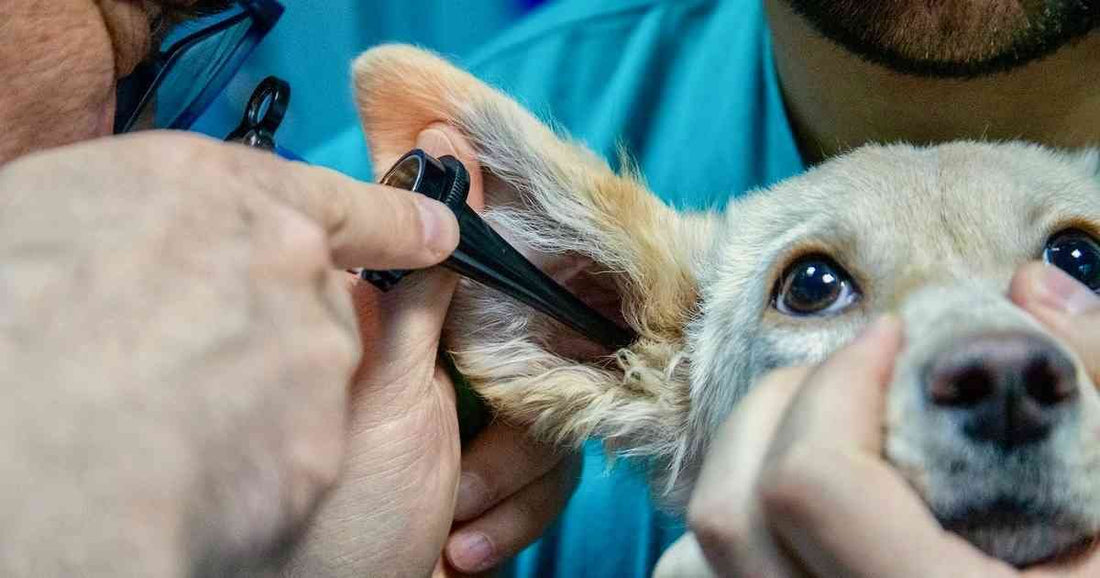 how to treat dog ear infection without vet - Just try