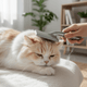 Just Try 7OZ Cat Grass Powder: Natural Feline Support for Hairball Management & Gut Health - Just try
