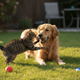 Just Try Cranberry Berry Powder (7oz) – Urinary Tract Support for Dogs & Cats - Just try