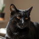 JUSTTRY 300 Bites Cat Skin & Coat Bites: Best Omega-3 Salmon Oil Treats for Itchy Skin & Shedding Control - Just try