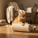 JUSTTRY Cat Probiotic Bites: The Ultimate Digestive Support for Cats & Constipation Relief (Chicken Flavor, 300 Bites) - Just try