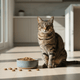 Lysine Treats for Cats: Benefits, Evidence & How to Choose - Cat Grass, Treats & Supplements for Cats & Dogs | JustTry™
