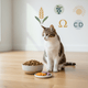 Multivitamin Bites for Cats: Do Cats Need Daily Vitamins? - Cat Grass, Treats & Supplements for Cats & Dogs | JustTry™