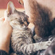 Some cats relax in sunbeams and lounge carefree at home, while others need extra care. Here are simple tips to keep your feline friend happy and healthy! - Just try