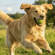 The Best Treats for Golden Retrievers: A Guide to "Functional Snacking - Just try