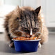The Ultimate Guide to Choosing the Best Wet Food for Your Cat’s Life Stage - Just try