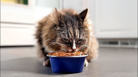 The Ultimate Guide to Choosing the Best Wet Food for Your Cat’s Life Stage - Just try