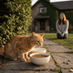 What Can I Feed a Stray Cat? Safe Foods, Water & Feeding Tips - Just Try