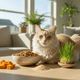 What Ingredients Help With Hairballs in Cat Food? Fiber, Pumpkin, Psyllium & Cat Grass Explained - Just Try