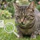 Why Do Cats Eat Grass? - Just try