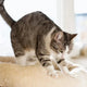Why Do Cats Make Biscuits? (The Science of Kneading) - Just try