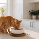 Why Do Cats Need Taurine? Heart Health, Diet & Daily Nutrition - Cat Grass, Treats & Supplements for Cats & Dogs | JustTry™