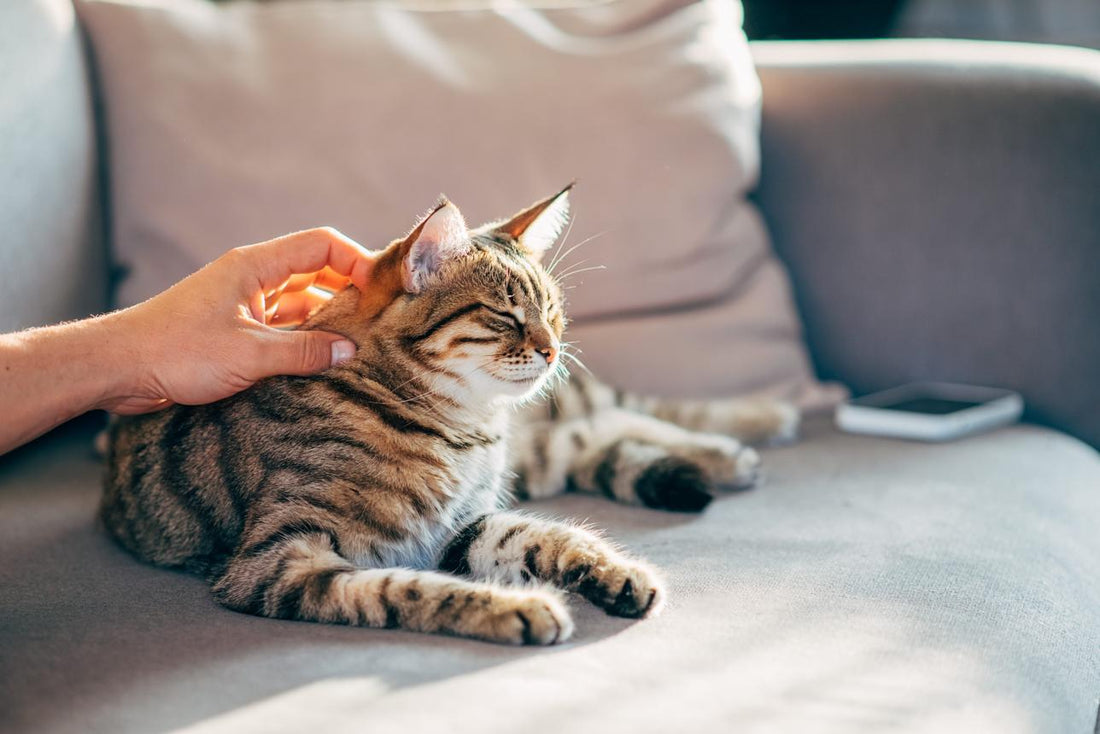 Why Is My Cat Biting Me? 8 Reasons & How to Stop It - Just Try