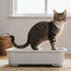 Why Is My Cat Constipated? Signs, Causes & What to Do - Just Try