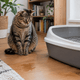 Why Is My Cat Peeing Everywhere? Litter Box Behavior vs. Urinary Warning Signs - Just Try