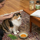 Why Your Cat Vomits (And Natural Ways to Stop It) - Just try
