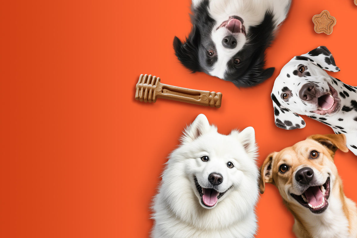 JusttryPet – Cat Grass, Treats & Supplements for Cats & Dogs | JustTry™